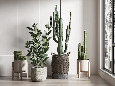 Potted Plants With Cactus And Leafy Greenery In Woven Ceramic Planters Indoors On Wooden Floor 3d model