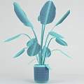 Green Leafy Potted Plant With Large Fresh Leaves In Black Pot For Indoor Use