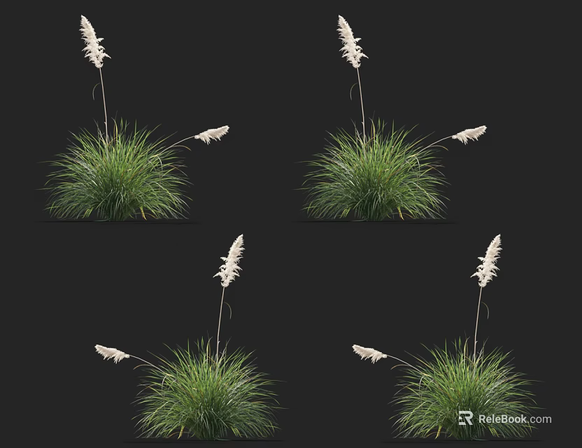 Green Ornamental Grass With White Flower Plumes Against Black Background In Four Views 3d model 