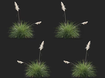 Green Ornamental Grass With White Flower Plumes Against Black Background In Four Views 3d model