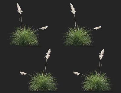 Green Ornamental Grass With White Flower Plumes Against Black Background In Four Views 3d model