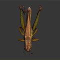 Realistic Brown And Green Grasshopper With Long Antennae And Hind Legs