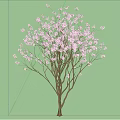 Blooming Tree with Pink Flowers Under Blue Sky and White Clouds
