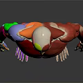 Human Organ and Hair Anatomical Structure with Colorful Muscular System 3D Rendering