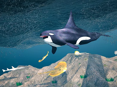 Orca Swimming With Various Marine Animals In Underwater Rocky Habitat With Sea Plants 3d model