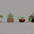 Different Potted Indoor Plants On Wall Shelf With Various Planters