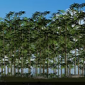 Tall Bamboo Trees Forest Under Blue Sky With Water Reflection And Red Lotus Flowers
