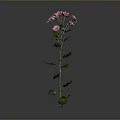 Single Stem Plant With Pink Flowers And Green Leaves On Gray Background