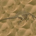 Modern Fossil Dinosaur Dinosaur Fossil Desert Zone Desert 3d model