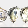 Fresh Oysters In Shell Showcased On White Background With Natural Texture