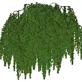 Weeping Willow Tree With Hanging Green Leaves Against Blue Sky And Green Meadow
