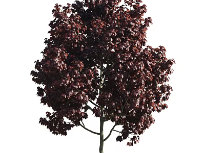 Vibrant Purple Leaf Arbor With Lush Canopy And Dense Foliage Structure 3d model