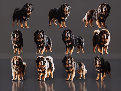 Reptiles In Different Postures With Black Brown Skin On Gray Background With Reflections 3d model