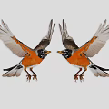 Two Vibrant Orange Breasted Birds With Spread Wings Facing Each Other