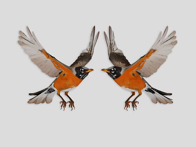 Two Vibrant Orange Breasted Birds With Spread Wings Facing Each Other 3d model