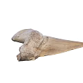 Ancient Large Fossilized Tooth With Natural Prehistoric Texture And Shape 3d model