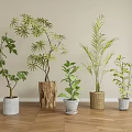 Indoor Decorative Potted Plants With Various Green Leaves And Different Material Pots On Wooden Floor