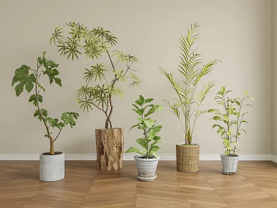 Indoor Decorative Potted Plants With Various Green Leaves And Different Material Pots On Wooden Floor 3d model