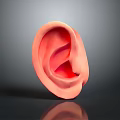 Detailed Human Ear Anatomy Model With Realistic Structure And Texture 3d model