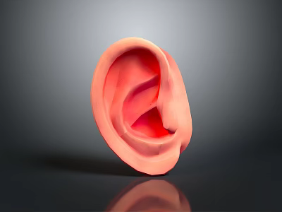 Detailed Human Ear Anatomy Model With Realistic Structure And Texture 3d model