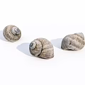 The shell of a snail 3d model