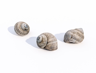 The shell of a snail 3d model