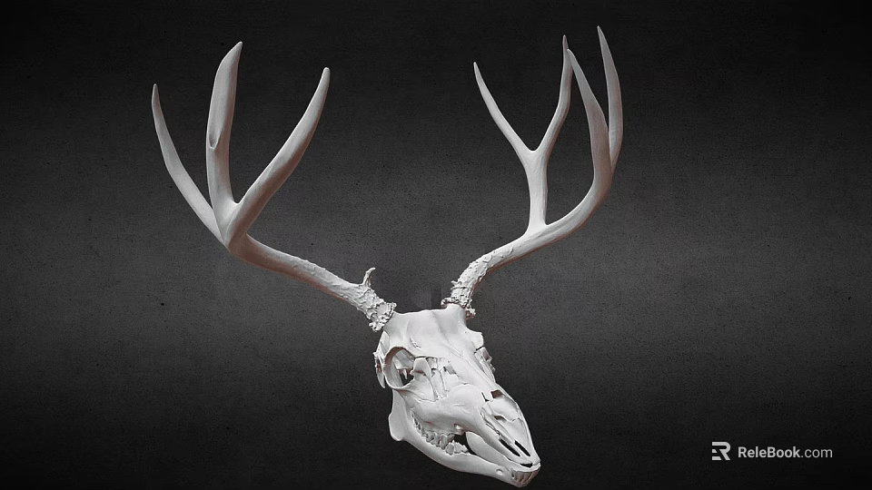 Realistic Detailed White Deer Skull With Large Antlers On Dark Background 3d model 