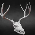 Realistic Detailed White Deer Skull With Large Antlers On Dark Background