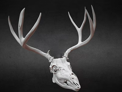 Realistic Detailed White Deer Skull With Large Antlers On Dark Background 3d model