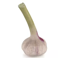 Fresh Whole Garlic Bulb With Green Stalk And Purple Striped Skin On White Background