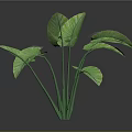 Lush Tropical Indoor Plant With Large Green Leaves And Long Green Stems
