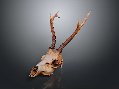 Detailed Deer Skull With Natural Brown Antlers Isolated On Dark Background 3d model