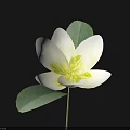Beautiful White Flower with Yellow Center and Green Leaves on Black Background