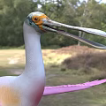 Pink and White Bird with Long Beak Long Legs and Spread Wings in Grassland Woodland