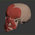 Red Anatomical Human Head Muscle Model Showing Detailed Facial Muscle Structure