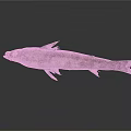 Fresh Gray And White Spotted Fish On Dark Background With Reflection