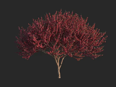 Ornamental Deciduous Tree With Vibrant Red Foliage Lush Canopy And Brown Trunk 3d model