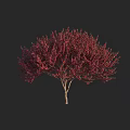 Ornamental Deciduous Tree With Vibrant Red Foliage Lush Canopy And Brown Trunk