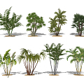 Modern Coconut Tree Cluster Palm Coconut Tree 3d model