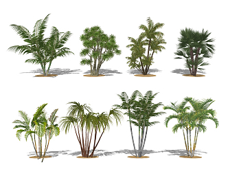 Modern Coconut Tree Cluster Palm Coconut Tree 3d model