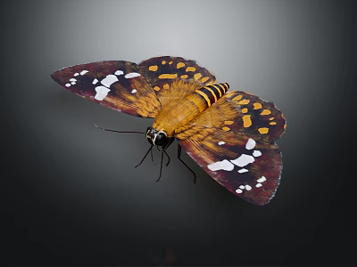 Vibrant Brown And Yellow Butterfly With Spread Wings And White Spots 3d model