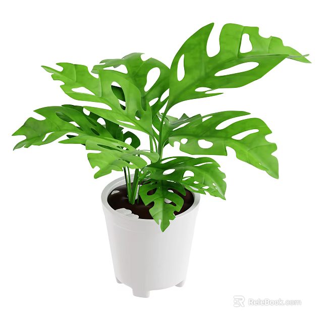 Beautiful Monstera Indoor Plant With Large Green Leaves And Holes In White Pot 3d model 