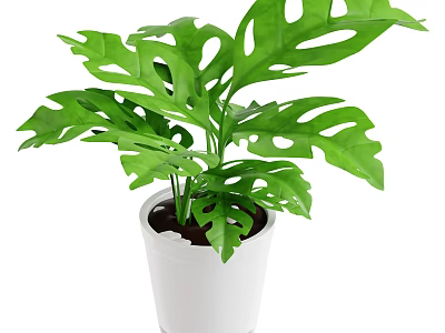 Beautiful Monstera Indoor Plant With Large Green Leaves And Holes In White Pot 3d model