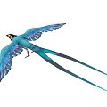 Colorful Blue Flying Bird With Large Wings Yellow Head And Long Tail
