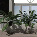Two Large Leafy Potted Plants in Gray Ceramic Pots by White Window with Wooden Floor