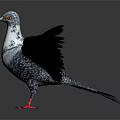 Decorative Pigeon With Blue Wings Red Feet White Head And Gray Background Floor Reflection