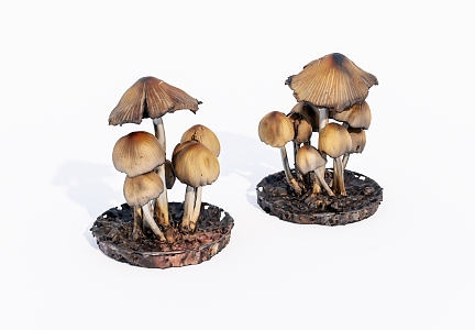 fungus wild mushroom 3d model