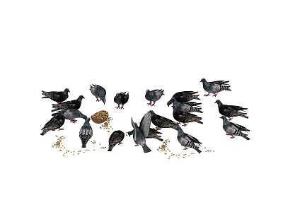 Group of Pigeons Feeding on Scattered Grain on the Ground Outdoor Scene 3d model