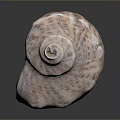 Aquatic Animal Spiral Seashell with Brown White Patterns and Textured Surface 3d model