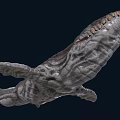 Realistic Aquatic Animal Whale Featuring Sharp Teeth And Rough Skin Texture 3d model